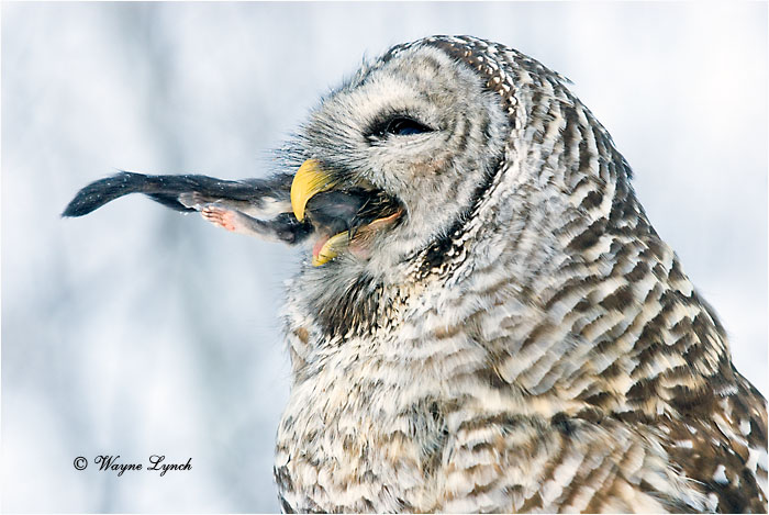 Barred Owl Eating Flying Squirrel 119 by Dr. Wayne Lynch &copy;